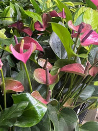 A rule of thumb is to not overwater