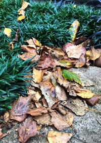 Autum is here and the Leaves are Falling Autum is here and the Leaves are Falling