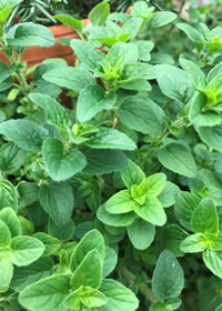 Oregano is a staple in most kichens in RSA Oregano is a staple in most kichens in RSA