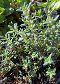 Thyme is water wise and polinator friendly Thyme is water wise and polinator friendly