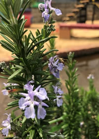 Rosemary is a great partner for lamb dishes Rosemary is a great partner for lamb dishes