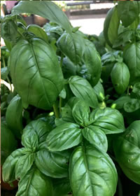 Basil is a must for summer salads Basil is a must for summer salads