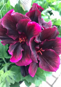 Regal Geraniums Rule