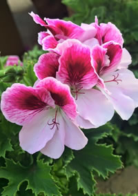 Pelargoniums are not all Geraniums