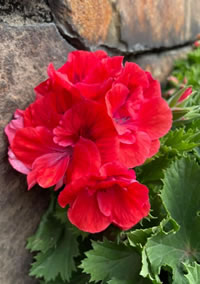 Grow Pelargoniums in a sunny spot Grow Pelargoniums in a sunny spot