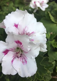 Keep them damp but never wet Keep them damp but never wet