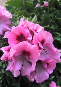Feed Regal Pelargoniums with Multifeed Classic Feed Regal Pelargoniums with Multifeed Classic