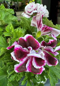 Perfect for patio containers Perfect for patio containers