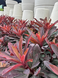 Miners Merlot Spurge Miners Merlot Spurge