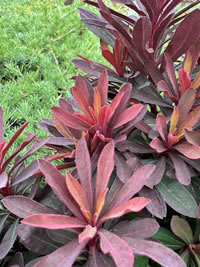 Bang on trend for 2026 burgundy tones foliage Bang on trend for 2026 burgundy tones foliage
