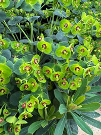 The Spurge flowers are unusual The Spurge flowers are unusual