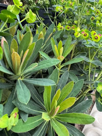 Tiny Tim Spurge Euphorbia Tiny Tim Spurge Euphorbia