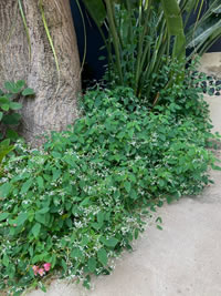 Planted in my own garden at home Planted in my own garden at home