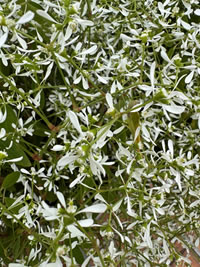 Euphorbia Baby’s Breath Euphorbia Baby’s Breath