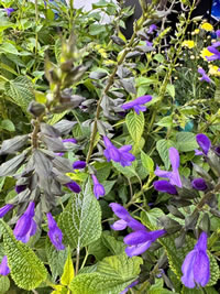 Salvia Salgoon Lake Titicaca