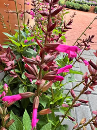 Salvia Salgoon Lake Garda