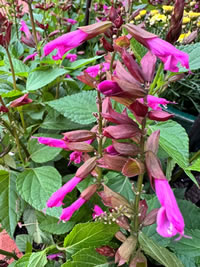 The Calyxes add another layer of colour The Calyxes add another layer of colour