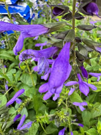 Hardy and tough Salvia are easy to grow Hardy and tough Salvia are easy to grow