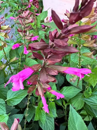 Perfect for a mixed border for flowers Perfect for a mixed border for flowers