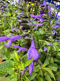 Plant Salvia Salgoon for Pollinators Plant Salvia Salgoon for Pollinators