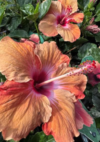 Patio Hibiscus are available in stunning colours Patio Hibiscus are available in stunning colours
