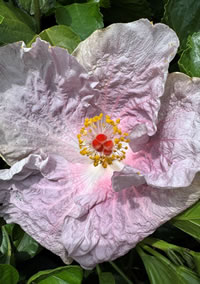 Large Hibiscus shrubs as also cool! Large Hibiscus shrubs as also cool!