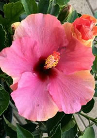 Patio Hibiscus Adonicus Patio Hibiscus Adonicus