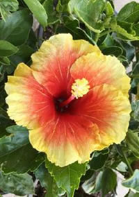 Patio Hibiscus Adonicus Patio Hibiscus Adonicus