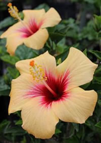 Look for some of the two tones flowers Look for some of the two tones flowers