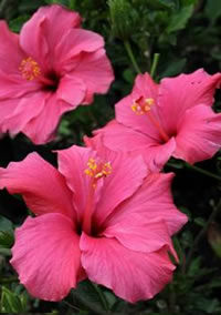 Hibiscus flowers on the tips of stems Hibiscus flowers on the tips of stems