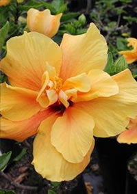 Standard Hibiscus grow over 2m tall Standard Hibiscus grow over 2m tall