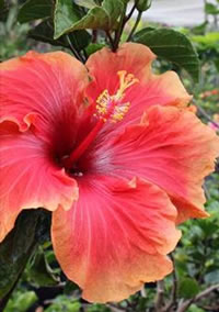 A touch of the tropical! A touch of the tropical!