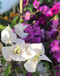 Bougainvillea dont mind a heatwave