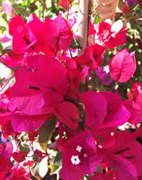 Boug's burst into colour for spring