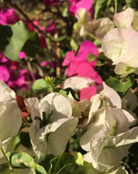 They grow best in poor soil