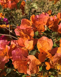Bougainvillea flower on new growth
