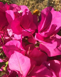 Clip your bougainvillea to shape