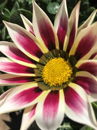 Gazanias are the ultimate indigenous Rockstar Gazanias are the ultimate indigenous Rockstar