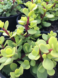 Spekboom is a carbon busting and waterwise Spekboom is a carbon busting and waterwise