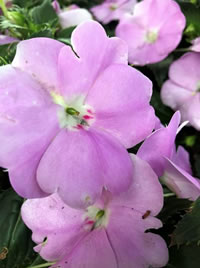 Be Waterwise. Plant Impatiens in the right spot Be Waterwise. Plant Impatiens in the right spot