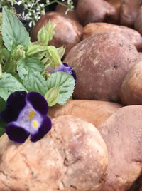 Pebbles Provide Mulch as well as minerals to the soil Pebbles Provide Mulch as well as minerals to the soil