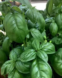 Plant Of The Month